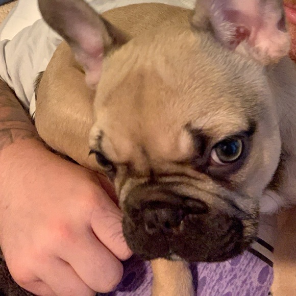 •𝒜𝐿𝐸𝑅𝒢𝒴 𝒜𝐿𝐸𝑅𝒯• 𝙋𝙚𝙩 𝙛𝙧𝙞𝙚𝙣𝙙𝙡𝙮! - Picture 11 of 14